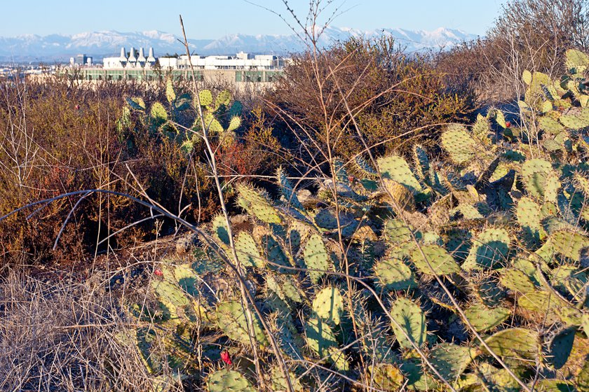 Prickly pear and snow-topped mountains