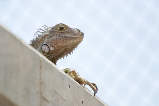 Iguana, II