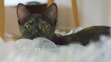 Cocoa Bubble Wrap