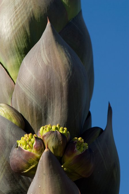 Blooming Agave Shawii, II