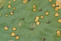 Prickly Pear Textures