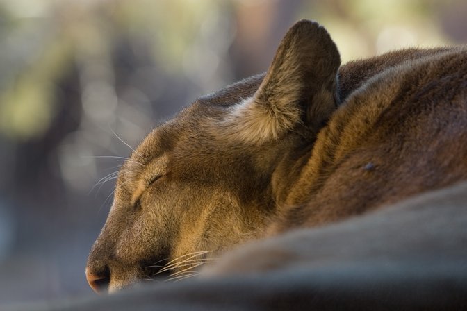 Sleepy Mountain Lion
