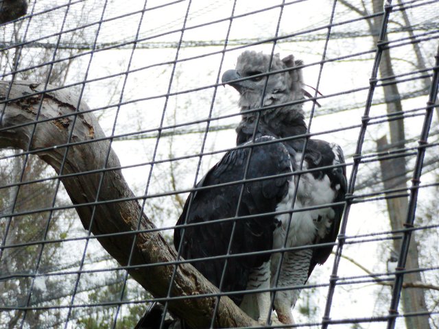 Harpy Eagle