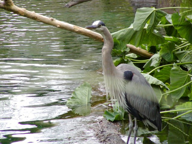 Blue Heron
