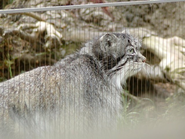 Pallas Cat