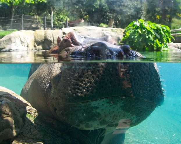 Hippopotamus