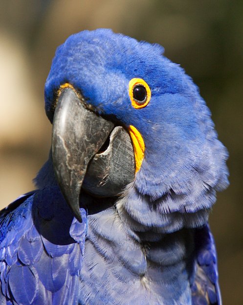 Hyacinthine Macaw