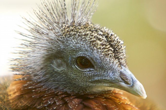 Pheasant
