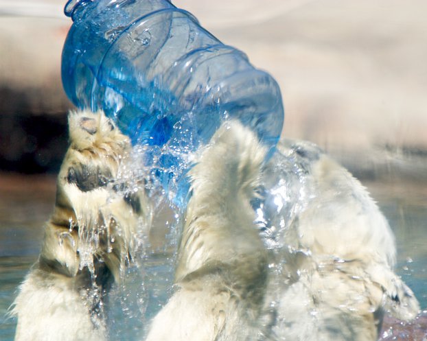 Polar Bear Waterplay