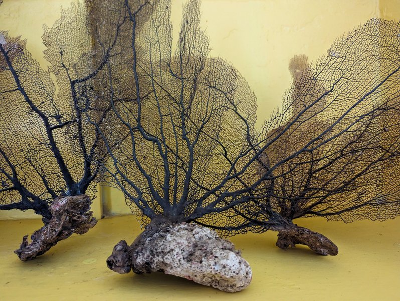 Coral Wings