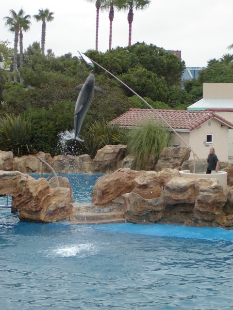 Dolphin jumping