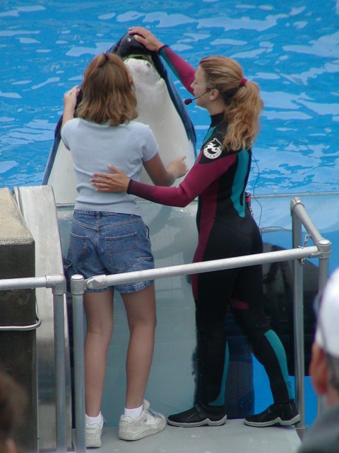 Feeding an orca