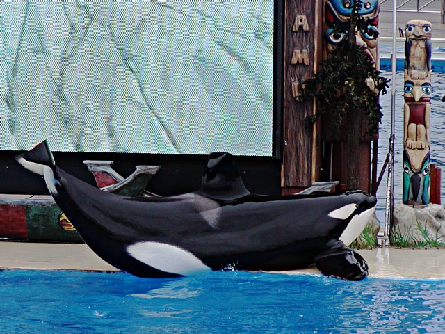 Orca pretending to be a canoe