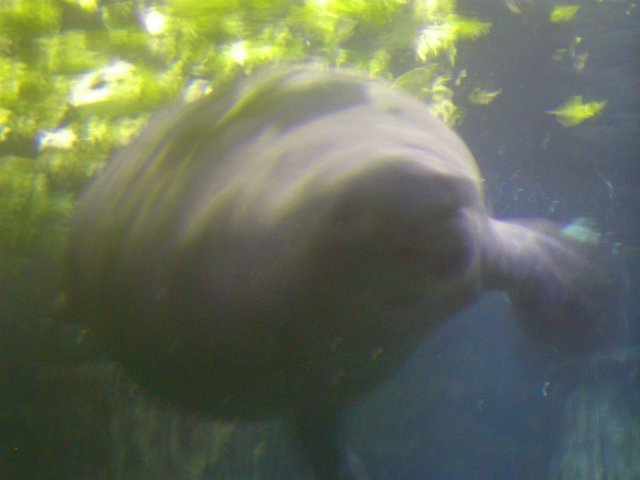 Manatee