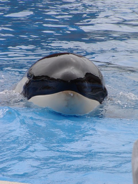 Orca nose
