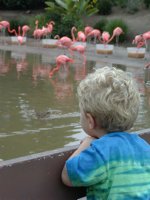 Timothy watches the flamingos