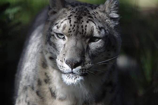 Snow Leopard, II