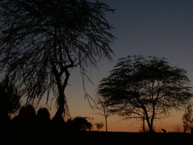 Silhouetted Trees, II