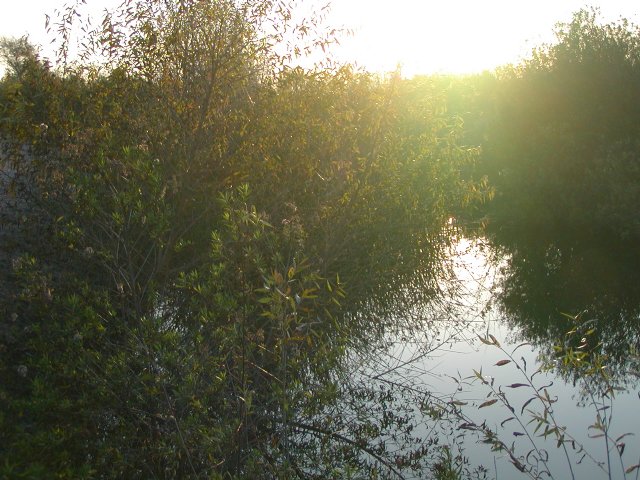 Treehill and North Loop Trails, I