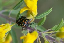 San Joaquin Wildlife Sanctuary