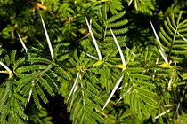 Acacia Spikes