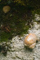 Snails
