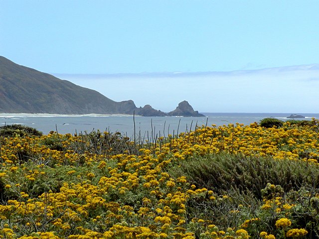 Flowers on the point