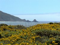 Flowers on the point