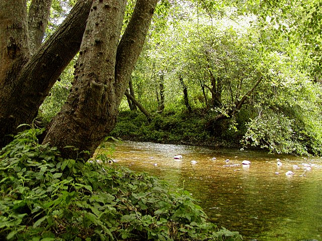 Big Sur river bank