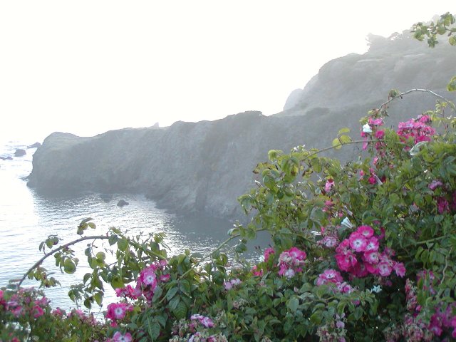 Albion River Inn flowers