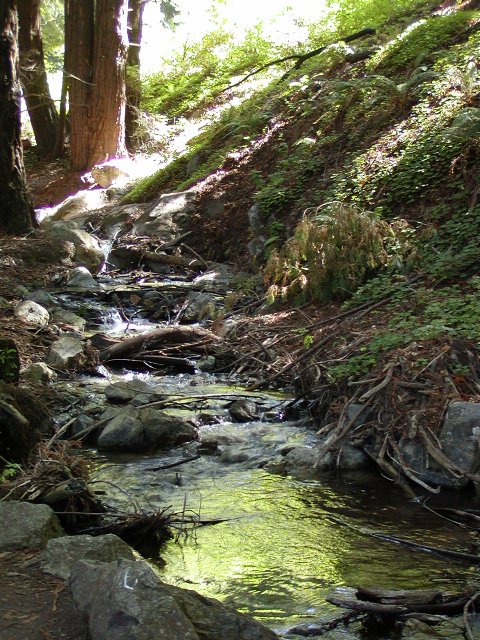 Redwood stream