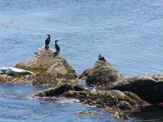 Cormorants and Harbor Seal