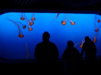 Jelly Tank