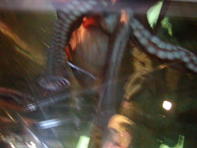Octopus