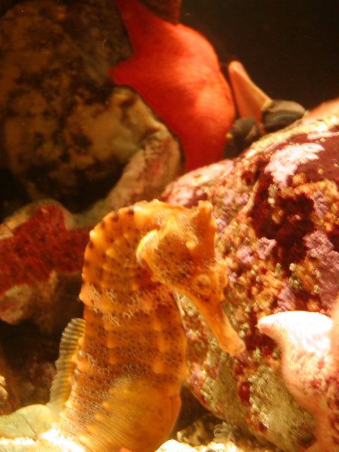 Orange Sea Horse