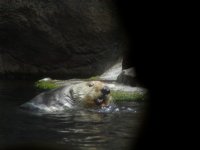 Sea Otter