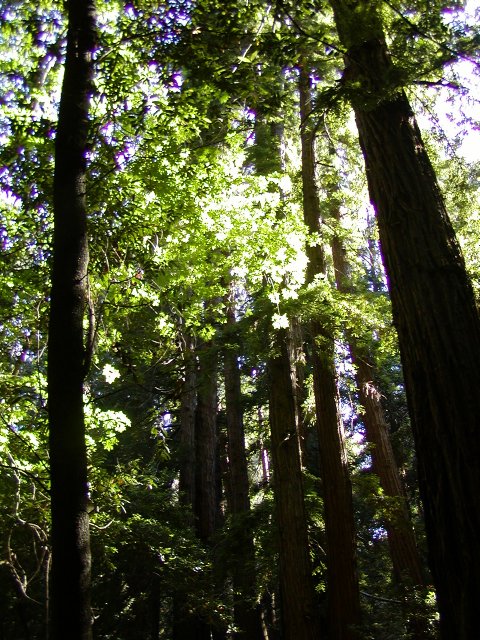 Redwoods