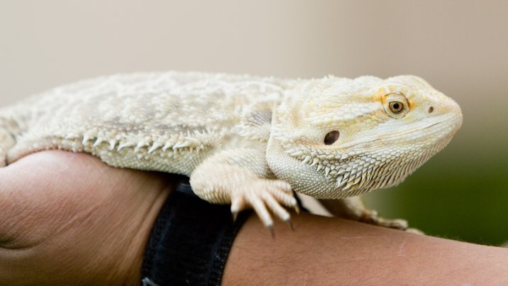 Bearded Dragon