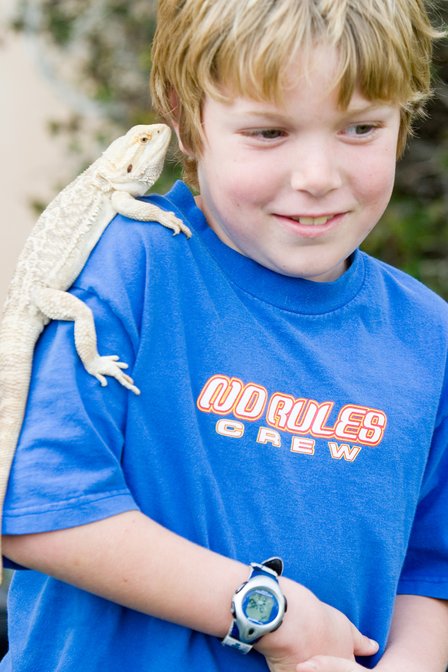 Timothy Bearded Dragon, III
