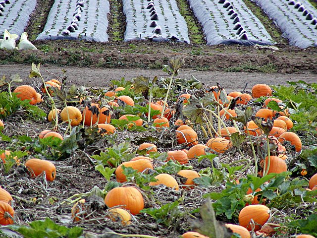 Pumpkins and strawberries
