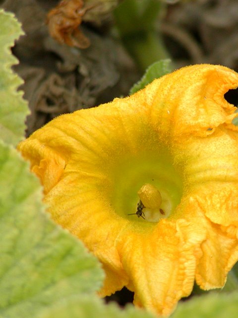 Pumpkin flower