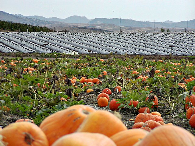 San Joaquin Hills vista