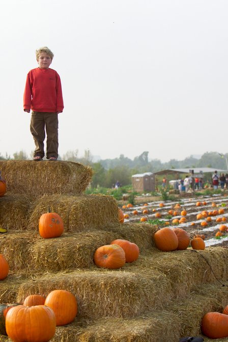 King Of The Haystack