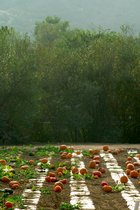 Pumpkin Patch, II