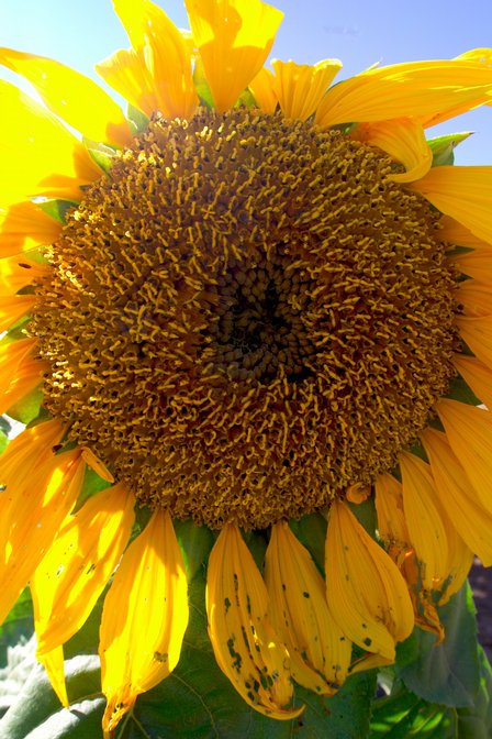 Sunflower, I