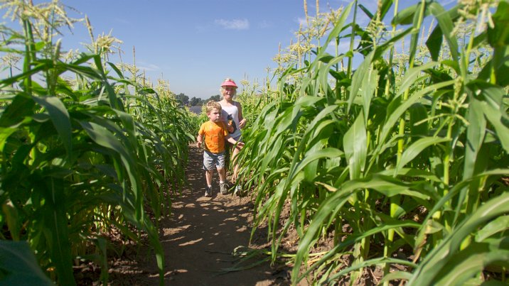 In the maize maze