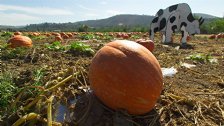 Pumpkin field with fake cow