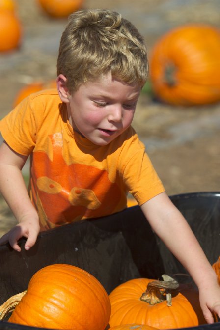 All the pumpkins in a wheelbarrow