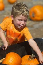 All the pumpkins in a wheelbarrow