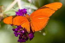 Butterfly House, III